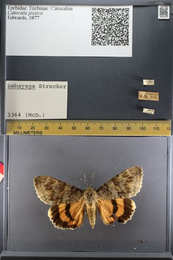 Media type: image;   Entomology 747972